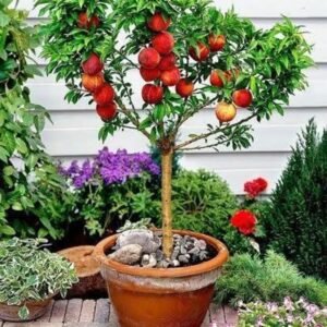 Apple plants