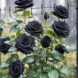 Boltu Rose Plant (Hybrid, Pack of 1)