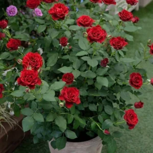 RasmoniGreen Rose Plant (Hybrid, Pack of 1)