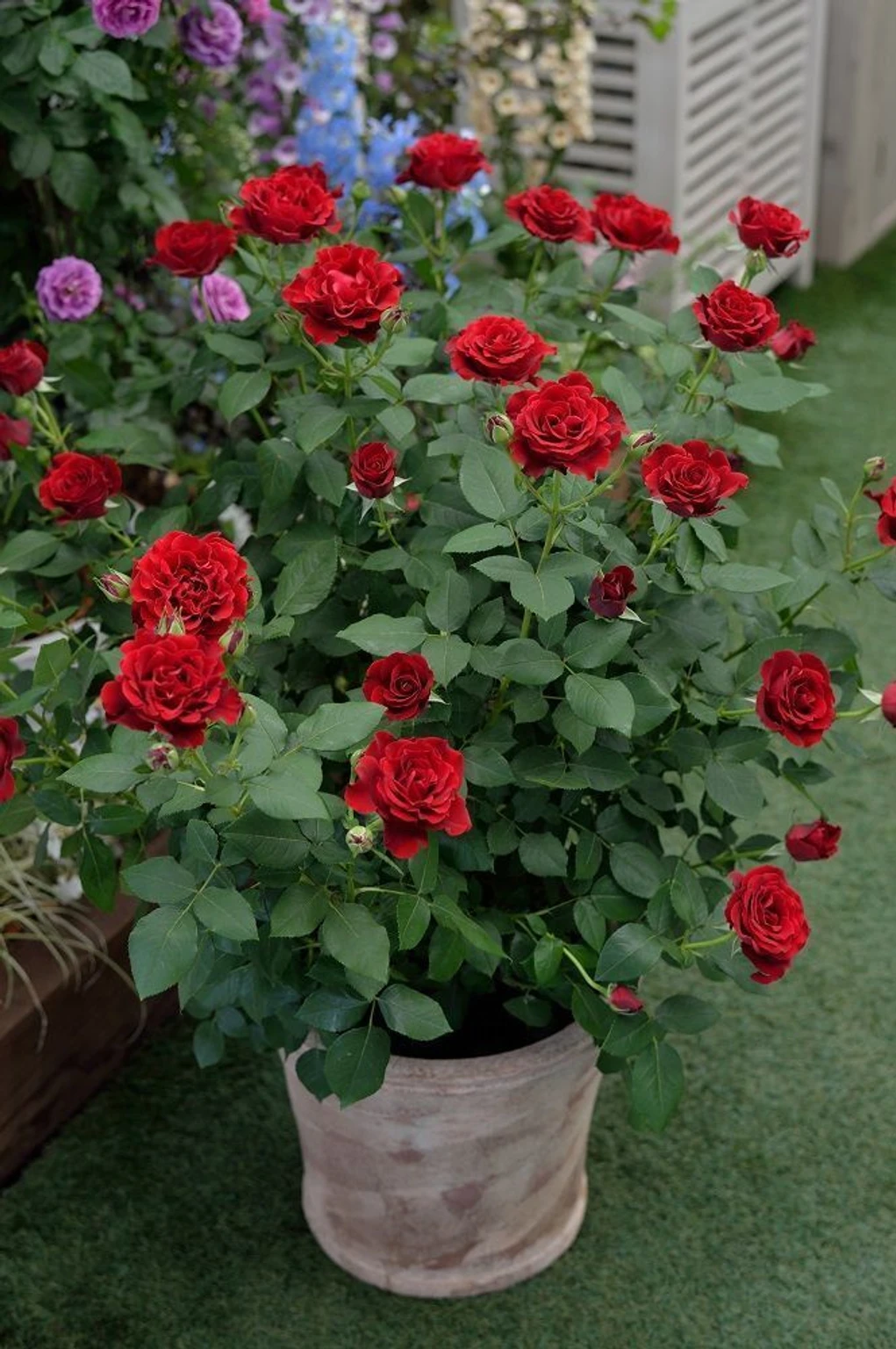 RasmoniGreen Rose Plant (Hybrid, Pack of 1)